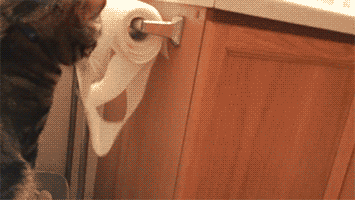 Cat playing with toilet paper