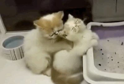 massage kitten